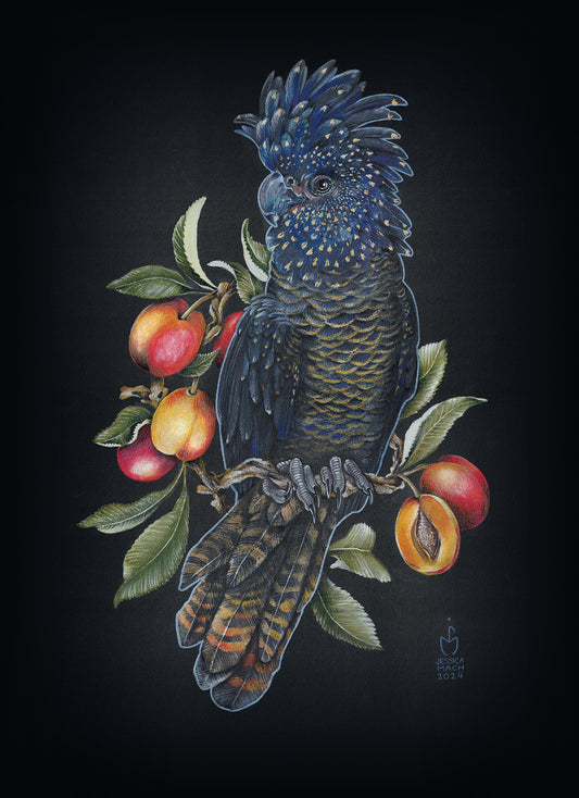 Rabenkakadu mit Aprikosen / Artprint / 40x60 cm / handsigniert